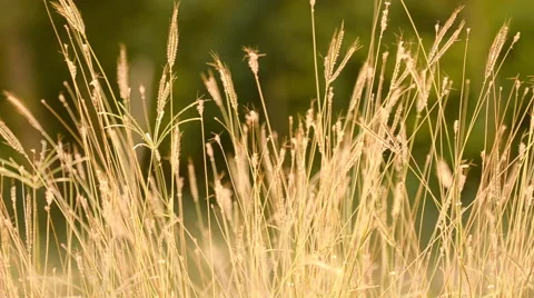 Meadow / Field - Grass Blowing Gently in the Breeze - Close Up Stock Footage 48665905