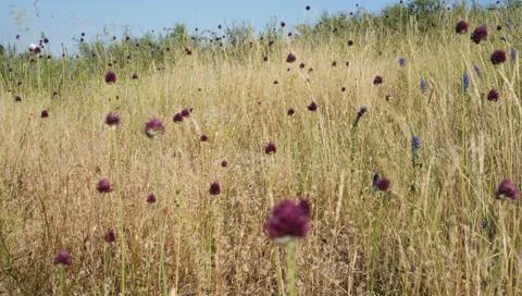Meadow field Stock Photos