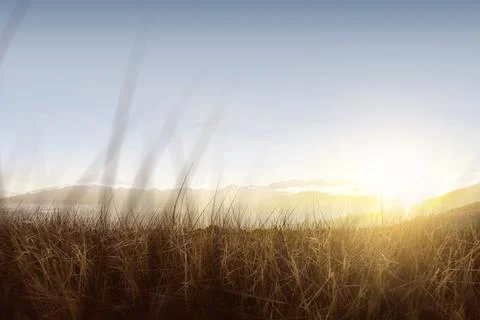 Meadow field Stock Photos