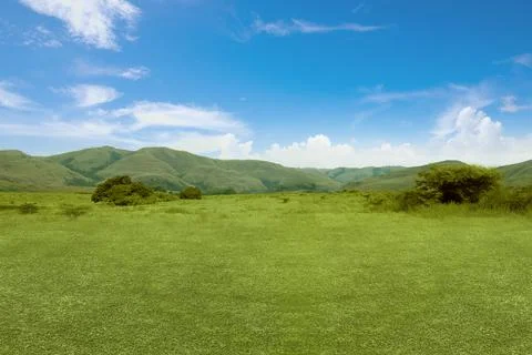 Meadow field Stock Photos
