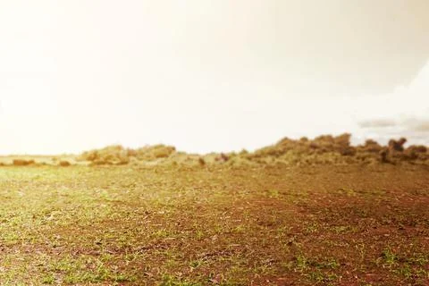 Meadow field Stock Photos