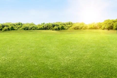 Meadow field Stock Photos