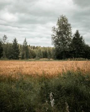 Meadow field view Stock Photos