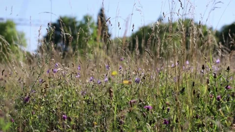 Meadow field in the wind Stock Footage 199936175