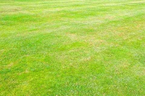 Meadow filed Stock Photos