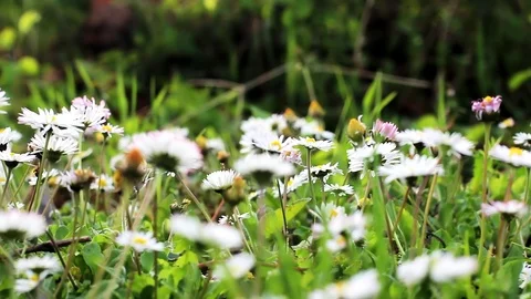 Meadow filled with daisies Stock Footage 99117293