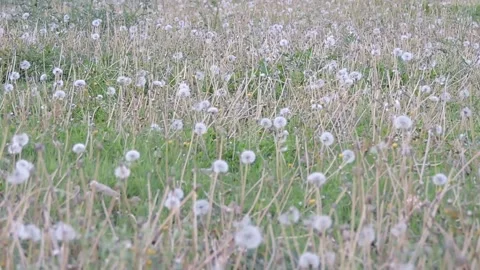 A meadow filled with dandelion seed heads, commonly known as dandelion clock Stock Footage 333557934