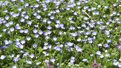 Meadow with first spring flowers blue fotget-me-nots 動画素材 305587954
