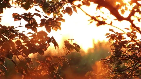 Meadow Flies At Dusk Video stock 72559340