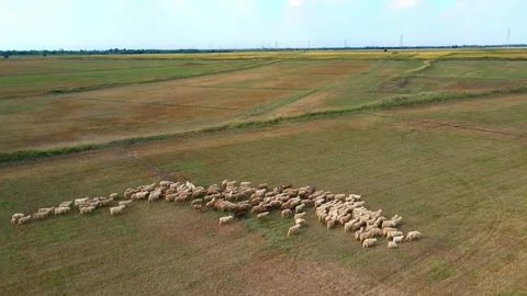 Meadow - flock - earth - plain Stock Footage 259132740