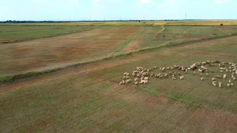 Meadow - flock walking - earth - plain 動画素材 259132340