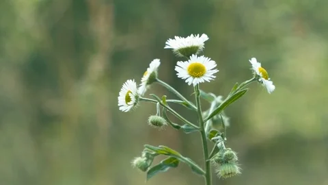 Meadow flower closeup Stock Footage 92286563