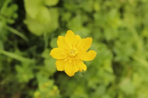 Meadow flower Stock Photos