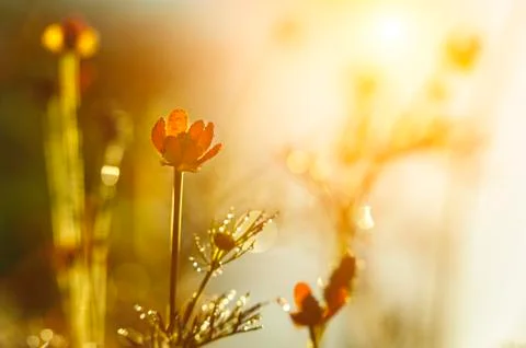 Meadow flower Foto stock