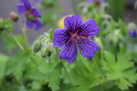 Meadow Flower Stock Photos