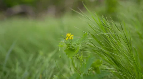 Meadow Flower In Spring Grass, Shot Slider Stock Footage 37766738
