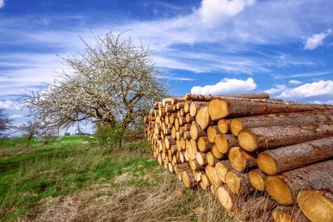 Meadow with a flowering fruit tree Stock Photos