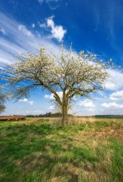 Meadow with a flowering fruit tree Stock Photos