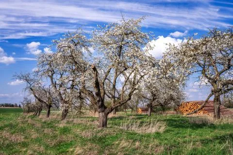 Meadow with a flowering fruit tree Stock Photos