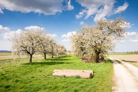 Meadow with flowering fruit trees Stock Photos