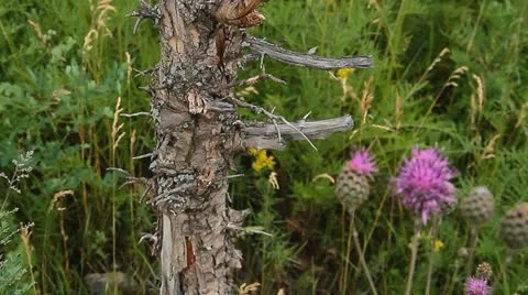 Meadow with flowers 005 Stock Footage 10828560
