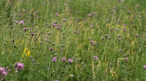Meadow with flowers 007 Stock Footage 10828620