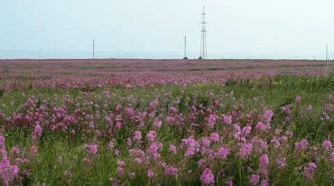 Meadow with flowers 011 Video stock 10828565
