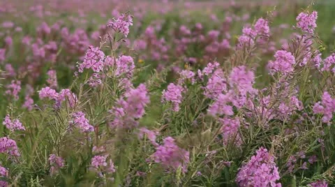 Meadow with flowers 012 Stock Footage 10828569