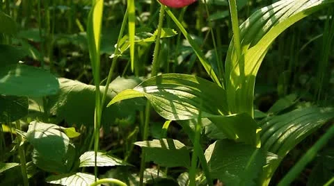 Meadow with flowers 015 Stock-Footage 10828613