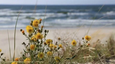 Meadow flowers at the background of day waves seascape Stock Footage 73461466