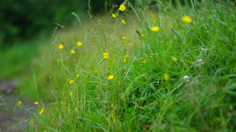 Meadow flowers blowing. Stock Footage 27275258
