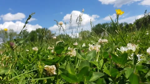 Meadow with flowers close up Stock-Footage 273576724