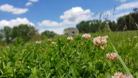 Meadow with flowers close up Video stock 273576730