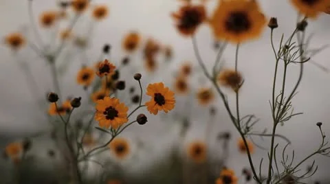 Meadow Flowers Close up HD File Stock Footage 10682359