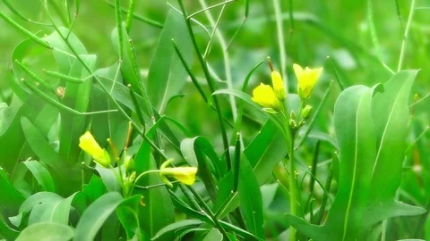 Meadow flowers, closeup 스톡 동영상 101828187