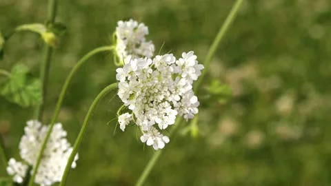 Meadow flowers, closeup Stock Footage 139718133