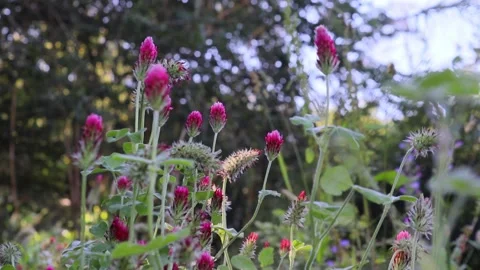 Meadow flowers, clover closeup in the lap of nature. Stock Footage 134123578