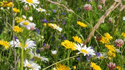 Meadow flowers. Doroni um yellow daisy flowers sways in the wind, long petals Stock Footage 147328853
