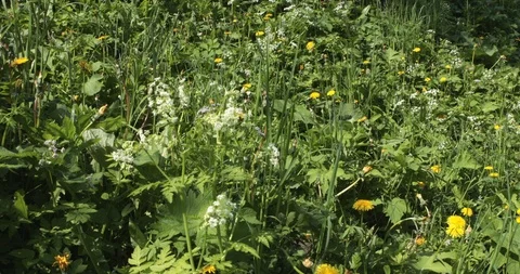 Meadow with flowers during spring Stock Footage 108677991