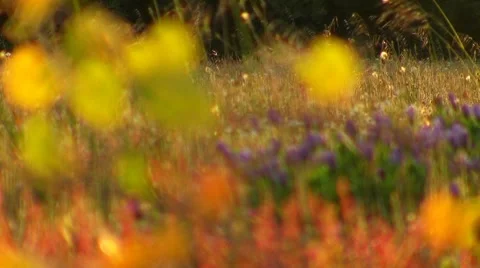 Meadow with flowers in evening light Stock Footage 5500632