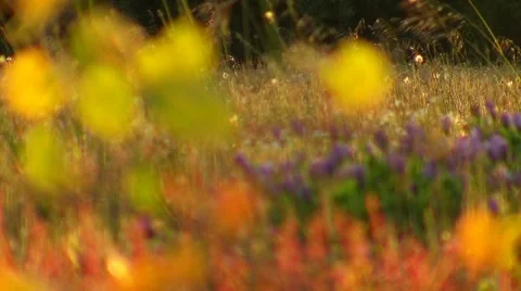 Meadow with flowers in evening light Stock Footage 5500636