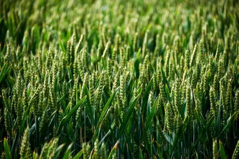 Meadow flowers on field Stock Photos