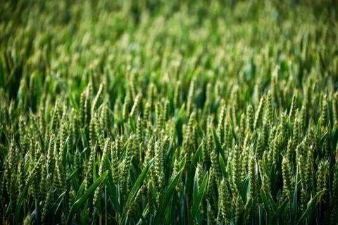 Meadow flowers on field Stock Photos