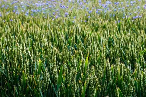 Meadow flowers on field Stock Photos