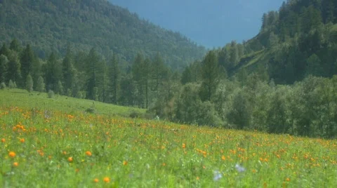 Meadow flowers Vidéo 608241