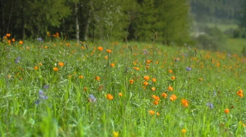 Meadow flowers Vidéo 608259