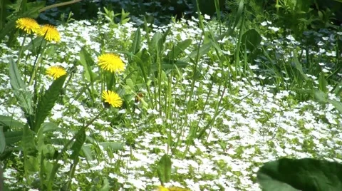 Meadow Flowers Stock Footage 5299374