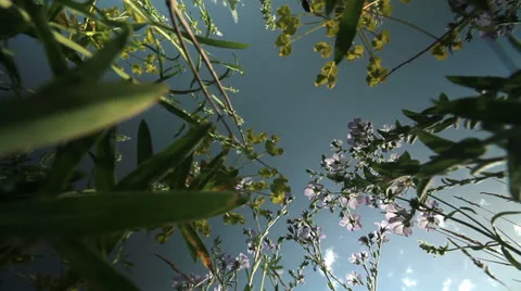 Meadow Flowers Stock Footage 24614990