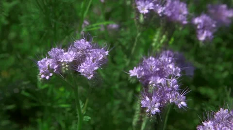 Meadow Flowers Stock Footage 47735586
