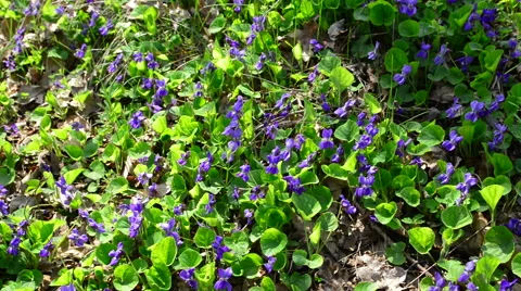 Meadow flowers 動画素材 49311717